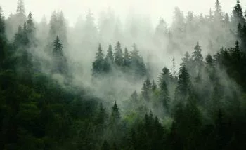 Fototapeta Mglisty Las - Tajemnicza Natura - obrazek 2