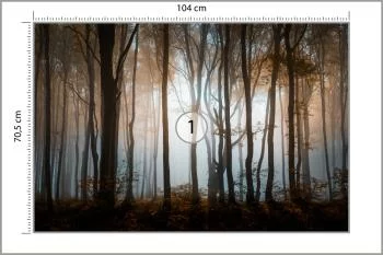Fototapeta Las Drzewa - obrazek 3