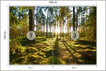 Fototapeta Las Zachód Słońca - obrazek 3
