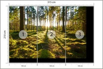 Fototapeta Las Zachód Słońca - obrazek 3