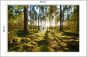 Fototapeta Las Zachód Słońca - obrazek 3
