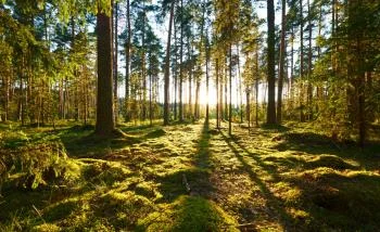 Fototapeta Las Zachód Słońca - obrazek 2