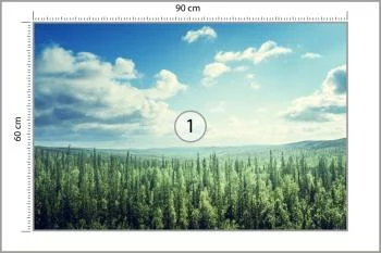 Fototapeta Las Drzewa Niebo - obrazek 3
