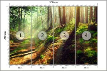Fototapeta Las Natura - obrazek 3