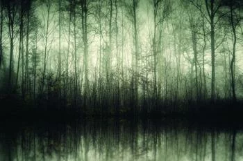 Fototapeta Las Drzewa Woda - obrazek 2