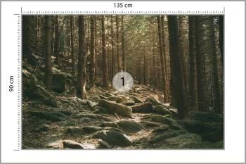 Fototapeta Las Drzewa Kamienie - obrazek 3