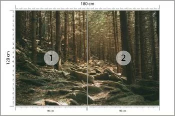 Fototapeta Las Drzewa Kamienie - obrazek 3