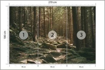 Fototapeta Las Drzewa Kamienie - obrazek 3