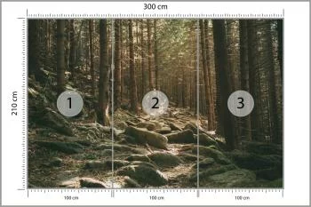 Fototapeta Las Drzewa Kamienie - obrazek 3