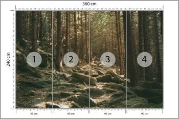 Fototapeta Las Drzewa Kamienie - obrazek 3