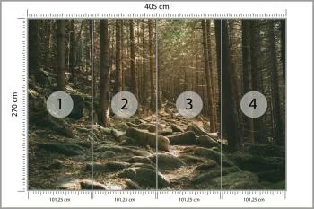 Fototapeta Las Drzewa Kamienie - obrazek 3