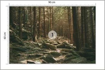 Fototapeta Las Drzewa Kamienie - obrazek 3