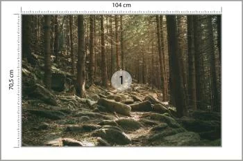 Fototapeta Las Drzewa Kamienie - obrazek 3