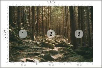 Fototapeta Las Drzewa Kamienie - obrazek 3