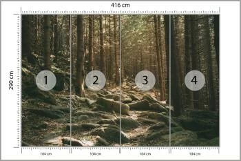 Fototapeta Las Drzewa Kamienie - obrazek 3