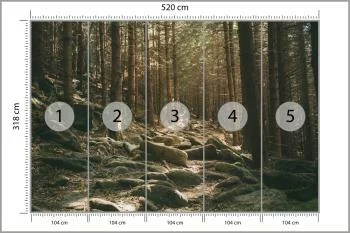 Fototapeta Las Drzewa Kamienie - obrazek 3