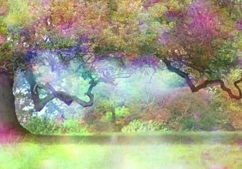 Fototapeta Magiczny Kolorowy Las - obrazek 2