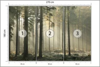 Fototapeta Las Drzewa Mgła - obrazek 3