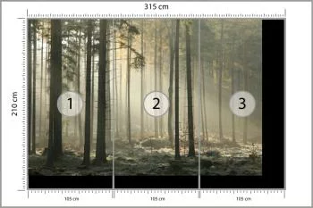 Fototapeta Las Drzewa Mgła - obrazek 3