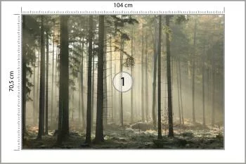 Fototapeta Las Drzewa Mgła - obrazek 3