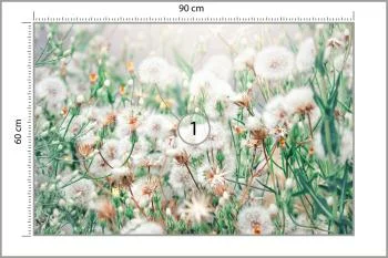 Fototapeta Dmuchawce - obrazek 3