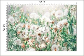 Fototapeta Dmuchawce - obrazek 3