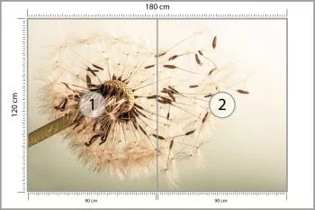 Fototapeta Nasiona Dmuchawca - obrazek 3
