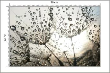 Fototapeta Dmuchawiec Krople - obrazek 3