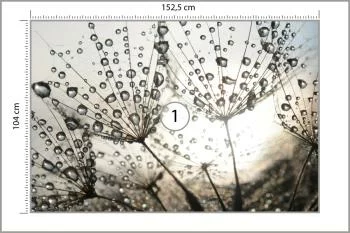 Fototapeta Dmuchawiec Krople - obrazek 3