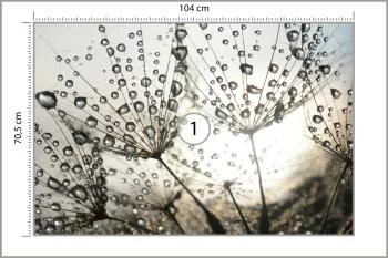 Fototapeta Dmuchawiec Krople - obrazek 3