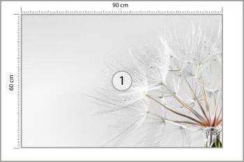 Fototapeta Dmuchawiec Krople - obrazek 3