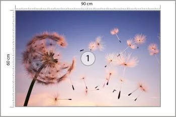 Fototapeta Nasiona Dmuchawca - obrazek 3