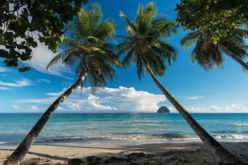 Fototapeta Plaża Ocean Palmy - obrazek 2