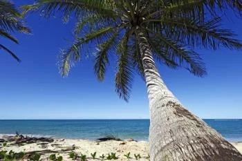 Fototapeta Plaża Ocean Palmy - obrazek 2