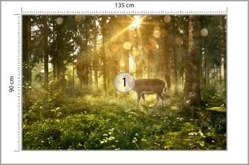 Fototapeta Jeleń O Poranku W Lesie - obrazek 3