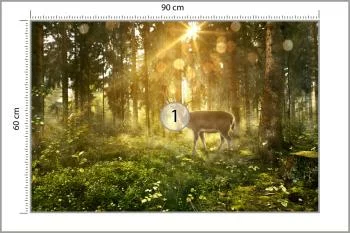 Fototapeta Jeleń O Poranku W Lesie - obrazek 3