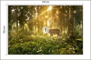 Fototapeta Jeleń O Poranku W Lesie - obrazek 3