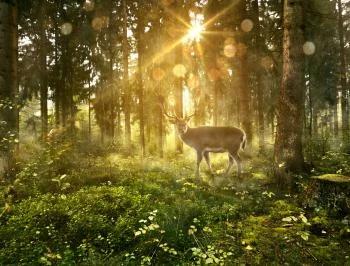 Fototapeta Jeleń O Poranku W Lesie - obrazek 2