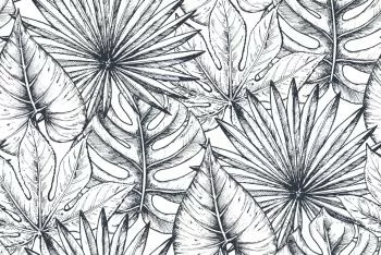 Fototapeta Liście Monstera - obrazek 2