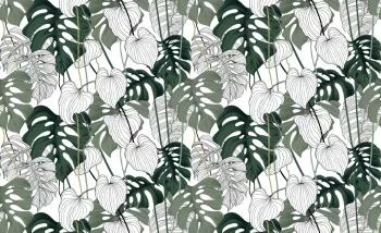 Fototapeta Liście Monstera - obrazek 2