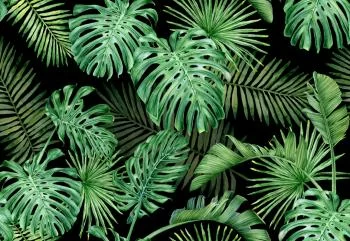 Fototapeta Liście Monstera - obrazek 2