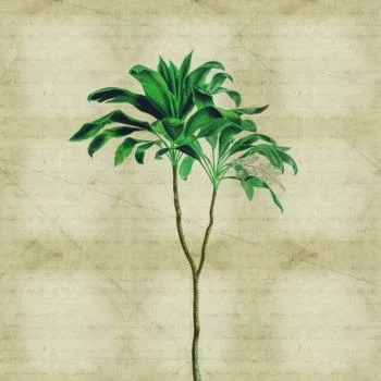 Fototapeta Okrągła Rośliny Tropikalne Iii - obrazek 2