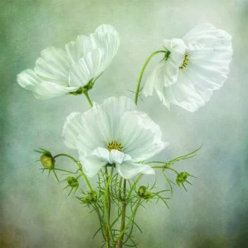 Fototapeta Okrągła Urok Kosmosu Autorstwa Mandy Disher - obrazek 2