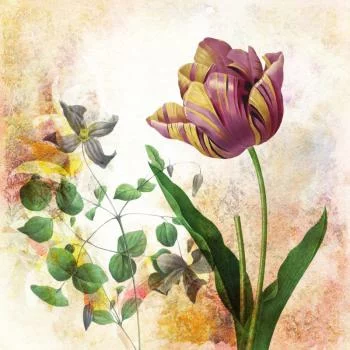 Fototapeta Okrągła Rycina Botaniczna W Stylu Vintage I - obrazek 2