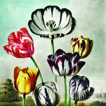 Fototapeta Okrągła Tulipany - obrazek 2