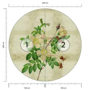 Fototapeta Okrągła Rycina Botaniczna W Stylu Vintage Ii - obrazek 3