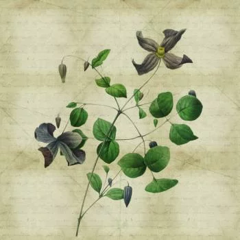 Fototapeta Okrągła Rycina Botaniczna W Stylu Vintage Iii - obrazek 2