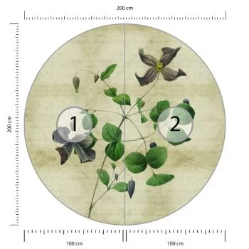 Fototapeta Okrągła Rycina Botaniczna W Stylu Vintage Iii - obrazek 3