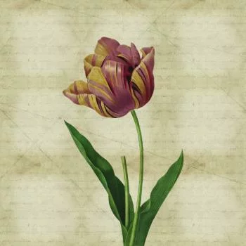 Fototapeta Okrągła Rycina Botaniczna W Stylu Vintage Iv - obrazek 2