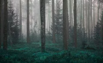 Fototapeta - Tajemniczy Las we Mgle - obrazek 2